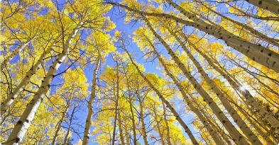 Mirando hacia arriba a través de árboles muy altos de hojas amarillas hacia un cielo azul.