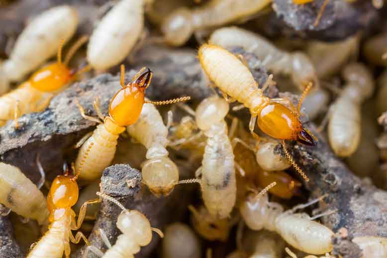 termite-or-white-ants