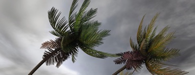 des palmiers dans une tempête